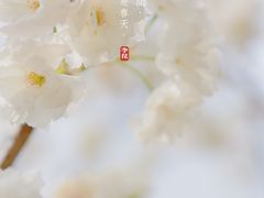 -天适樱花悠乐园
