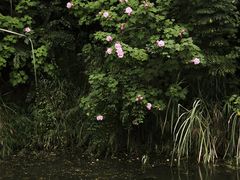 -白鹭湾湿地公园