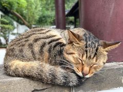 -西园戒幢律寺