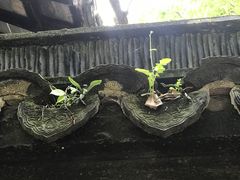 -上海醉白池公园