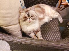 -猫色咖啡·猫咖