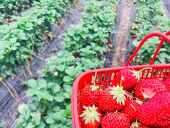 -上海多利农业发展有限公司