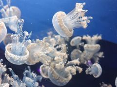 -海合安天津极地海洋公园