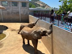 -西霞口神雕山野生动物世界