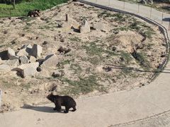 -青藏高原野生动物园