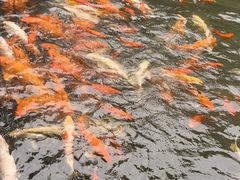 -碧江金楼