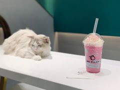 独角兽奶昔-飞行喵MR PILOT|猫舍·猫咖(静安大融城店)