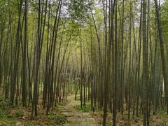 -广州市石门国家森林公园
