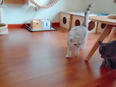 -Meowの猫咖(万家丽店)