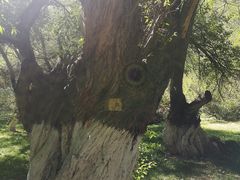 -宗角禄康公园