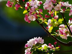 -海棠花溪(元大都城垣遗址公园)