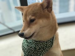 -柴犬小屋·柴餐厅·狗咖食堂(金鼎广场店)