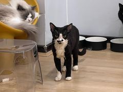-有喵·猫咖·狗咖·30几只猫10只小狗(岗厦店)