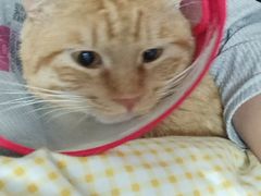 -美联众合宠物医院·爱萌分院·内外科·猫科中心