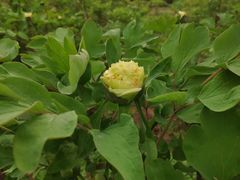 -洛阳市隋唐城遗址植物园