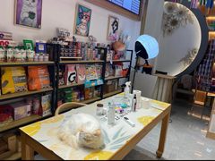 -山宅一喵德文卷毛猫舍
