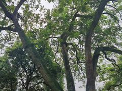 -张坝桂圆林公园