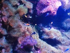 -悉尼海洋生物水族馆