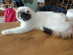 -平行世界·猫咖(首经贸店)