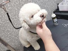 -宠物家(角门东店)
