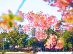 -新江湾城公园