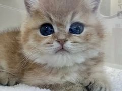 -小猫来了·猫咪专售(红山六九七九店)