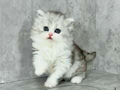 -小猫来了·猫舍(红山六九七九店)