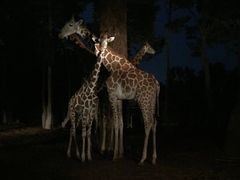 -清迈夜间动物园