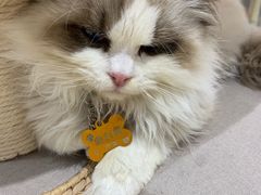 -藏猫猫咖啡主题馆(中央大道店)