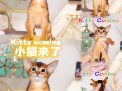 -小猫来了·猫舍(红山六九七九店)