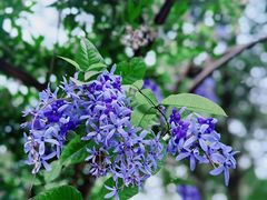 -中国科学院华南植物园