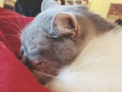 -猫色咖啡·猫咖