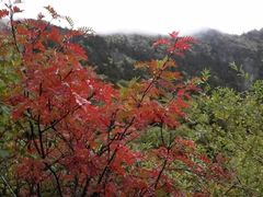 -黄龙山原始森林景区