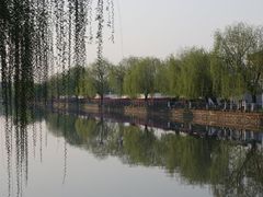 -高东镇樱花园
