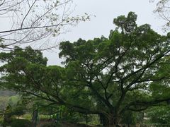 -广州市石门国家森林公园