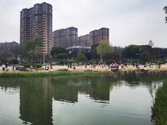 -青枫公园