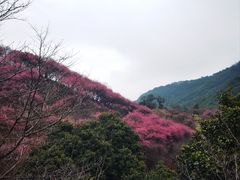 -新建村梅花