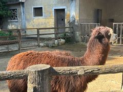 -昆明动物园