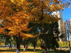 -长白岛森林公园