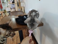 -猫爪屋猫咖(乐汇城店)