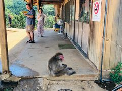 -岚山猴子公园