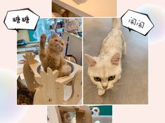 -飞行喵MR PILOT|猫舍·猫咖(静安大融城店)