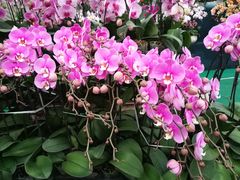 -龙大花卉苗木市场