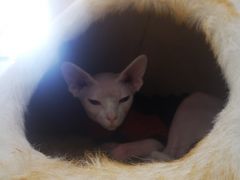 -藏猫猫咖啡主题馆(中央大道店)