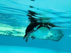 -帝企鹅自助餐厅•儿童岛•真企鹅(长隆企鹅酒店)