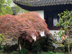 -秋霞圃