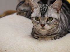 -有喵·猫咖·狗咖·30几只猫10只小狗(岗厦店)