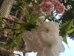 iphone_upload_pic-竹吟山房
