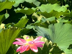 -莲池书院博物馆