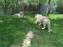 -北京野生动物园